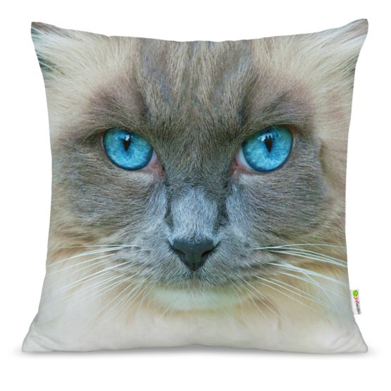 Pillow CAT 15