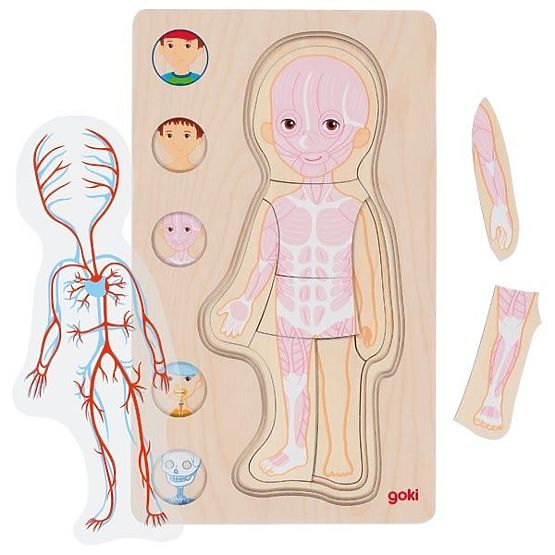 Layered Puzzle Boy - Human Body Inside Out