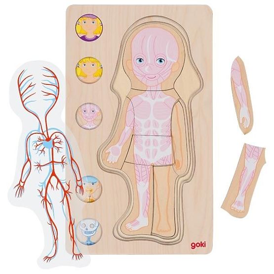 Layered Puzzle Girl - Human Body from Inside