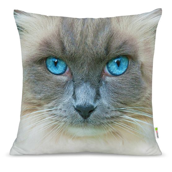 Pillow CAT 15