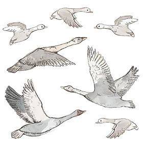 Wall Stickers - Flock of Flying Geese